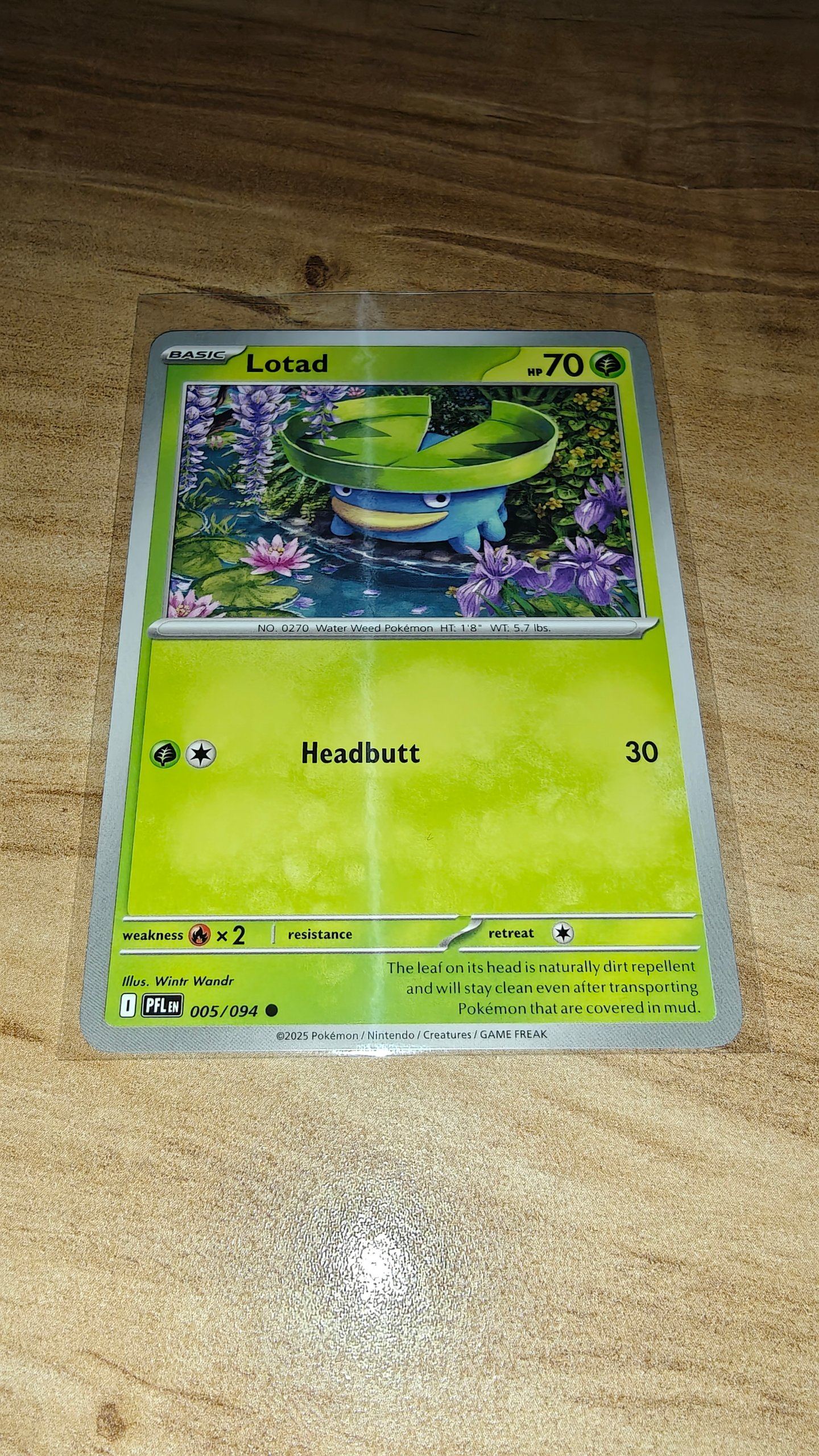 Lotad foto 2