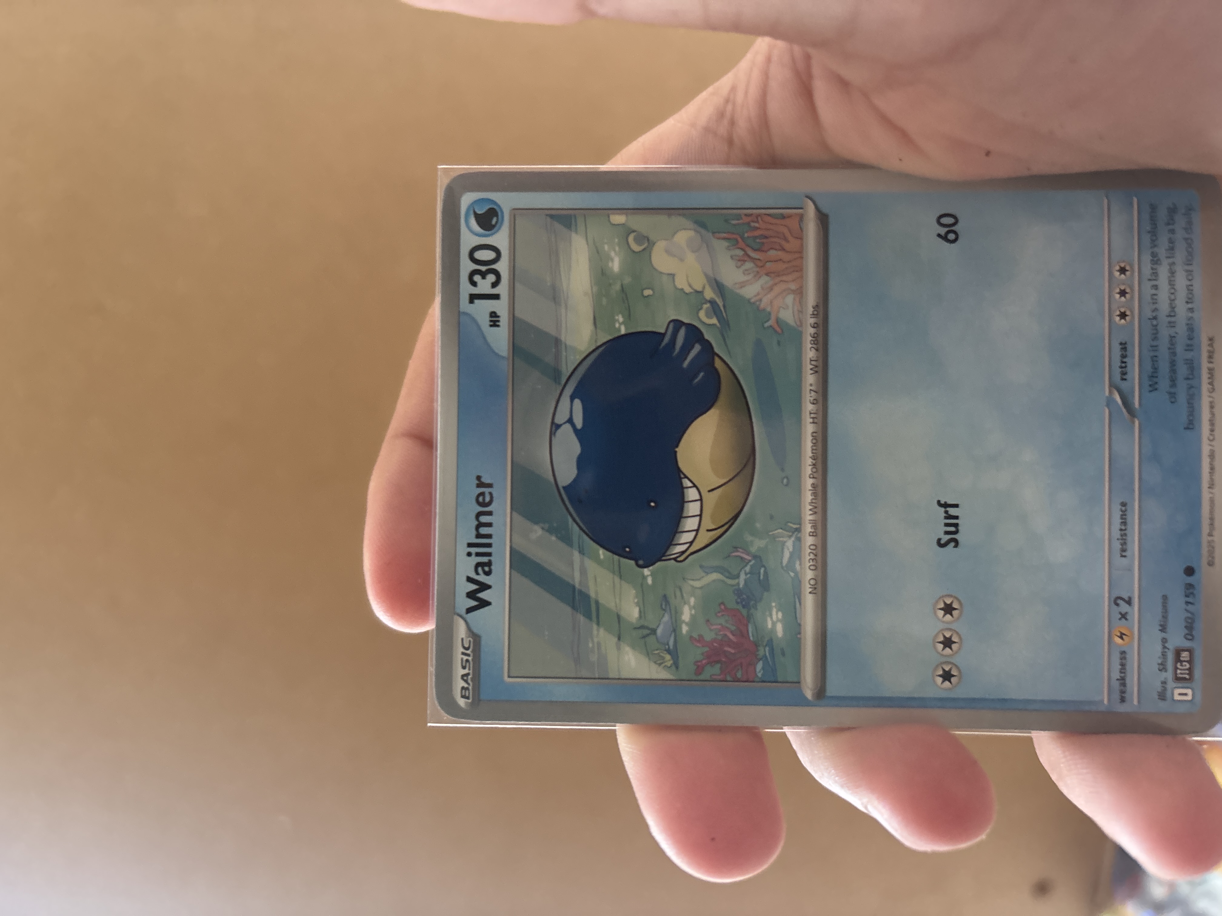 Wailmer foto 1