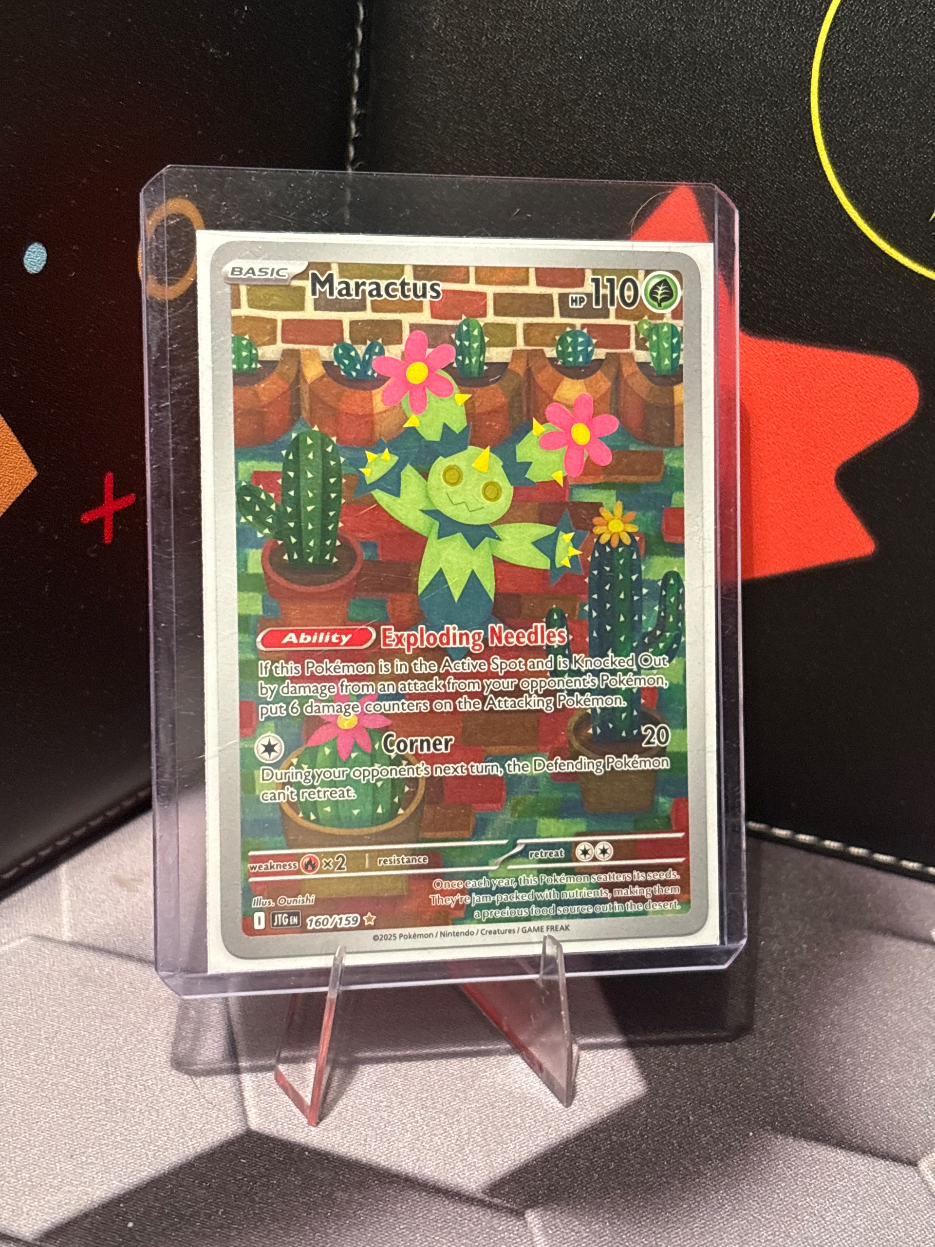 Maractus foto 1