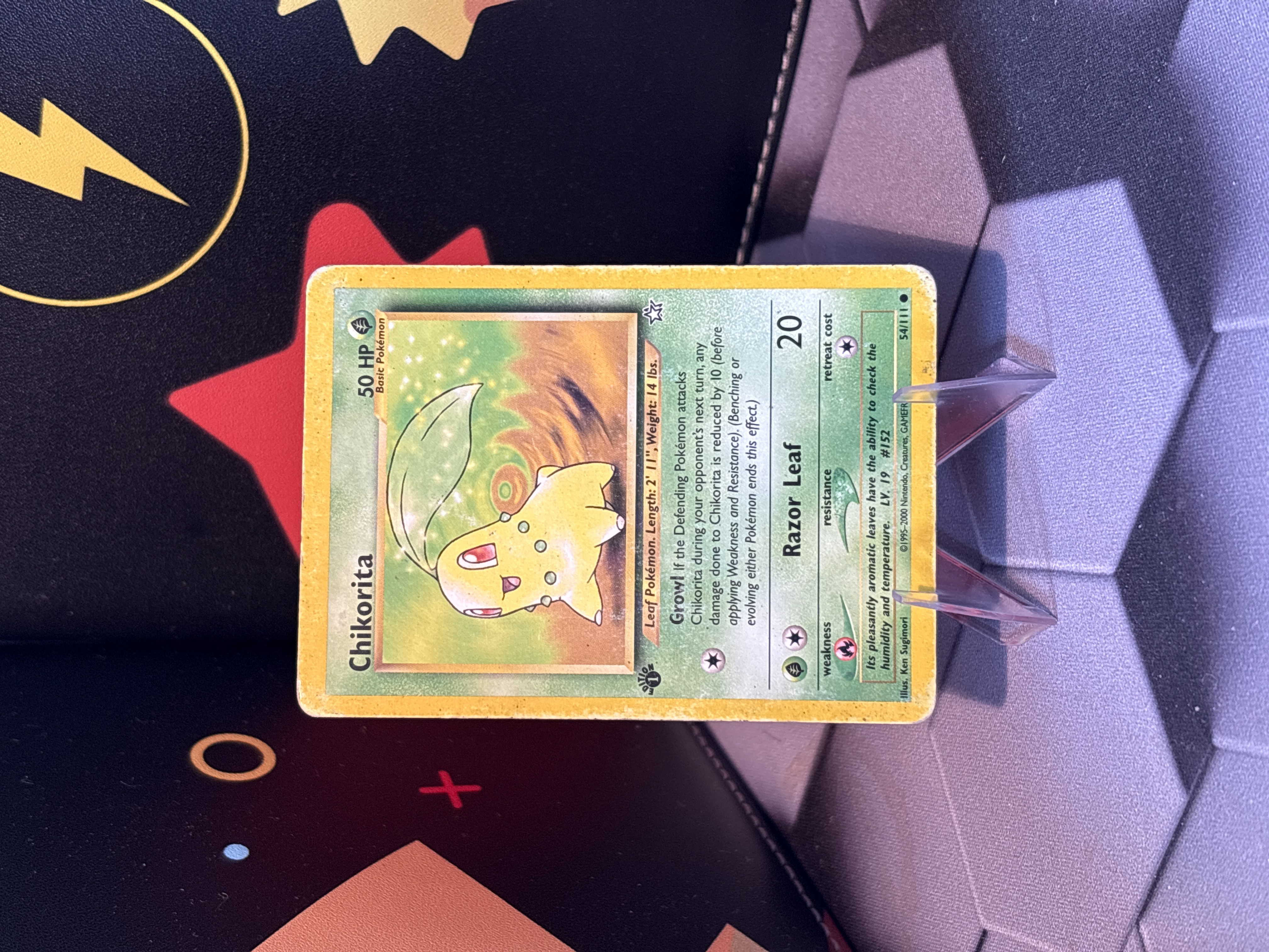 Chikorita foto 1
