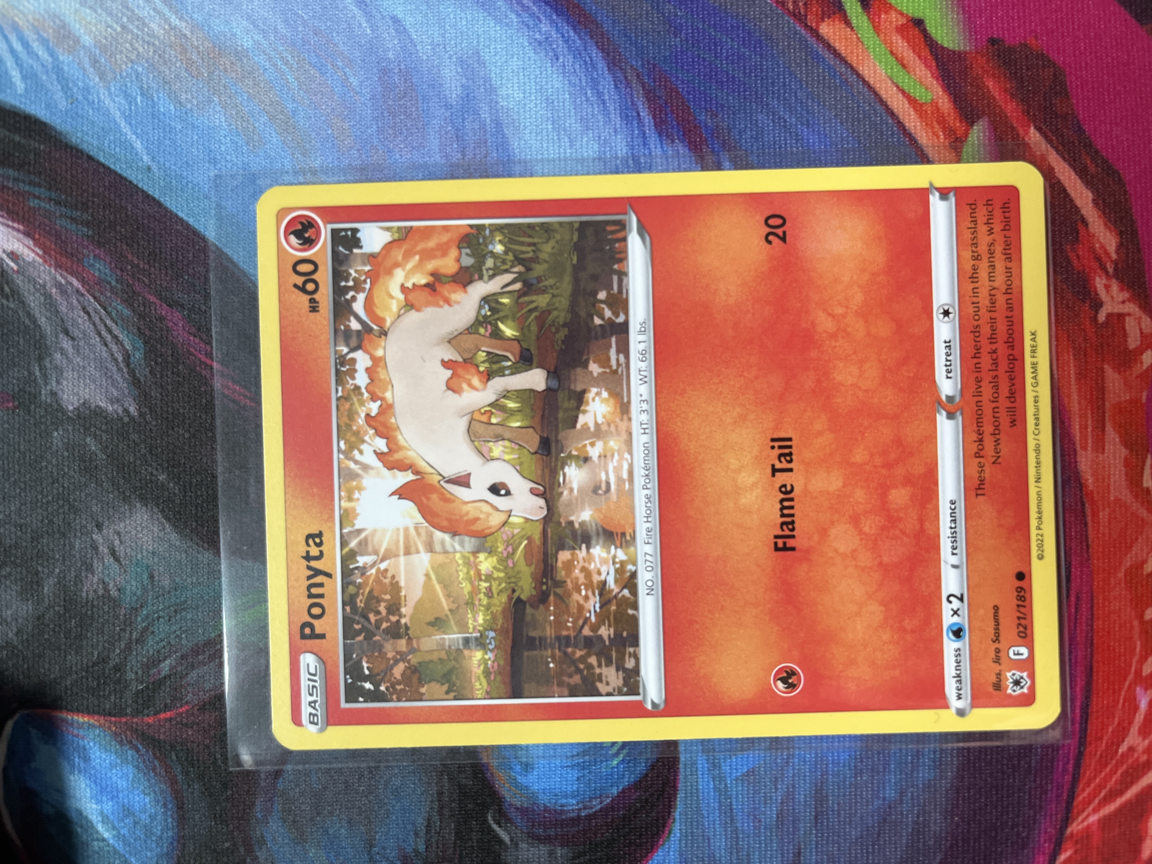 Ponyta foto 1
