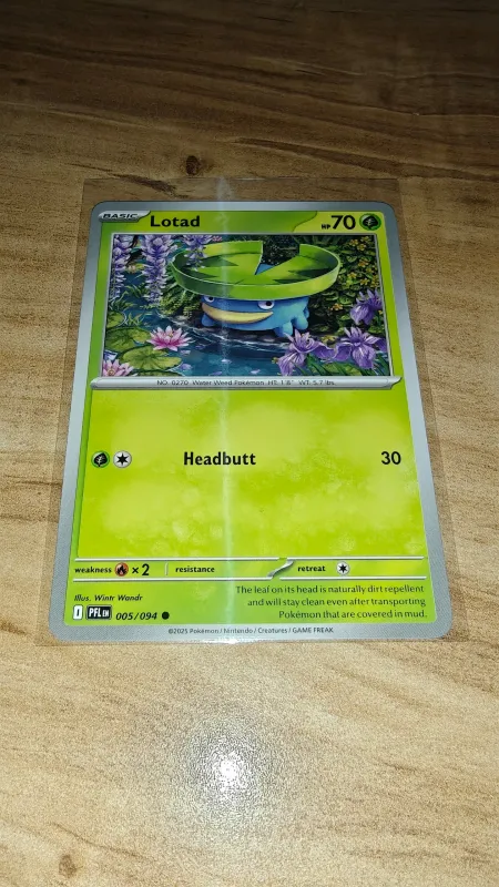 Lotad foto 2