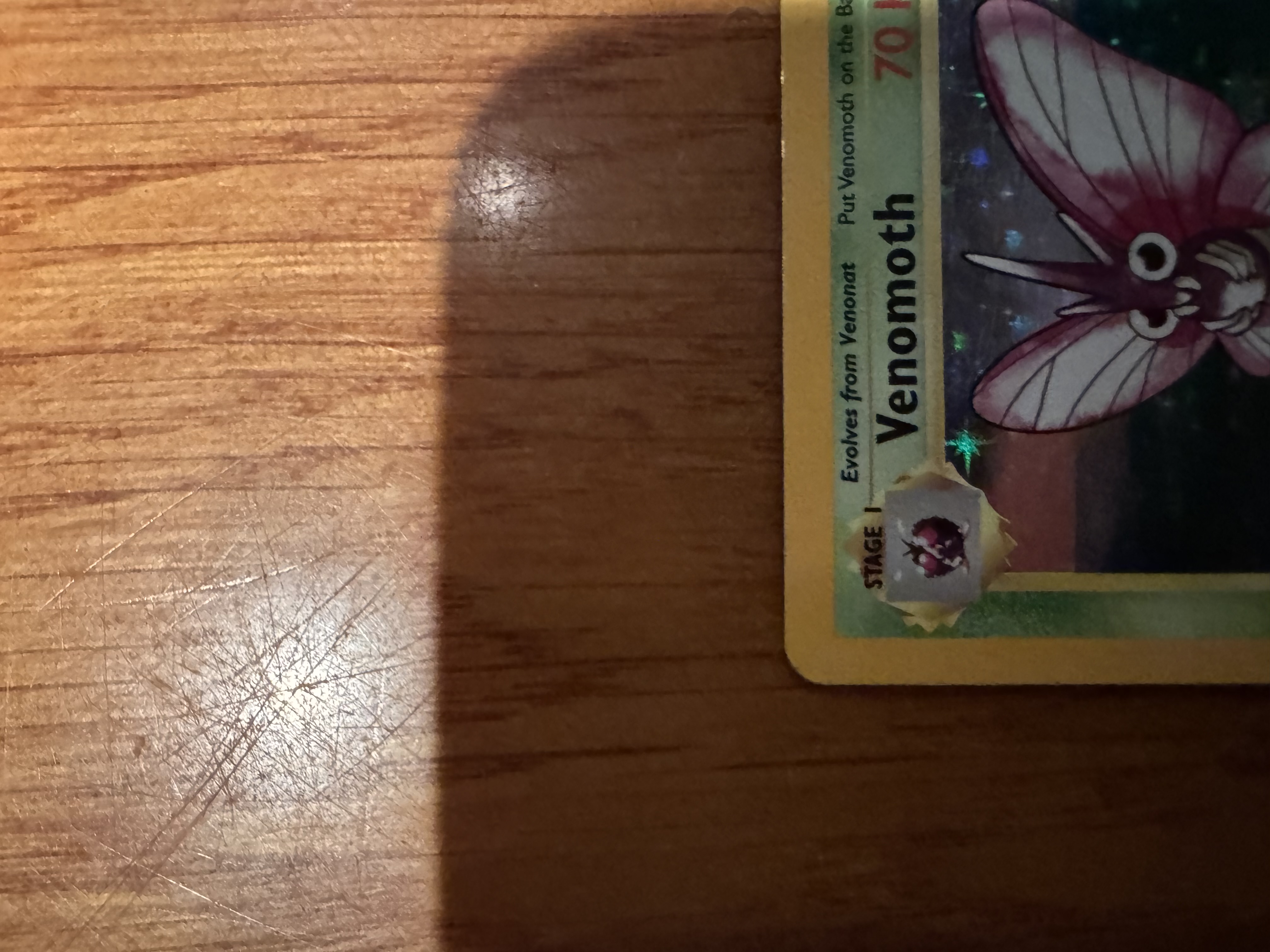 Venomoth foto 10